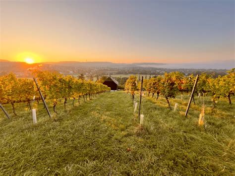 weingut riehen|Ausgezeichnete Weine aus Riehen entdecken und kaufen